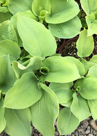 Hosta 'Golden Goal'